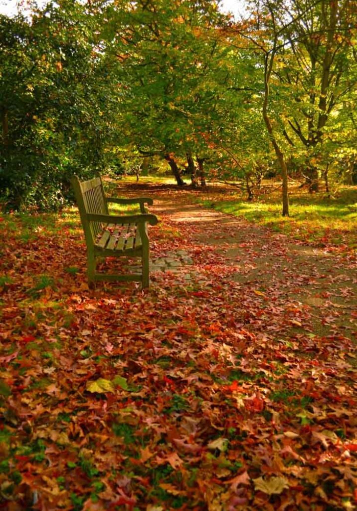 Richmond Park | Colours of Autumn