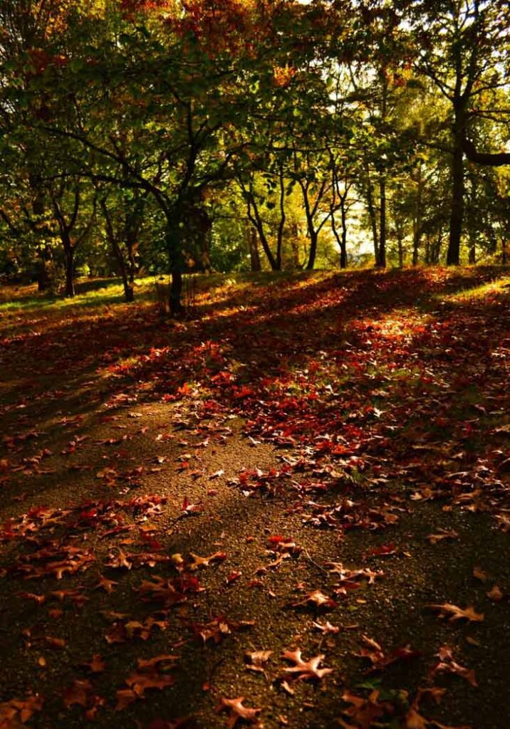 Richmond Park | Colours of Autumn