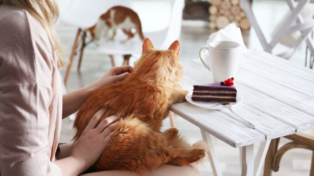 If you’re looking for the best cat cafes in London, don’t miss these 4 perfect places! Let’s go!(Map included) cat cafe in london | cat cafe in shoreditch | cat cafe london uk | cat cafe shoreditch | kitty cafe london | cat cafes london | cat cafe london uk | cafes central london | cafes in london england | java whiskers cat cafe london | the cat cafe london | kitten cafe london | cat cafe london pimlico | cat cafe east london | cat afternoon tea london | London | london cat coffee